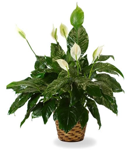 Living plant as a lasting memorial tribute